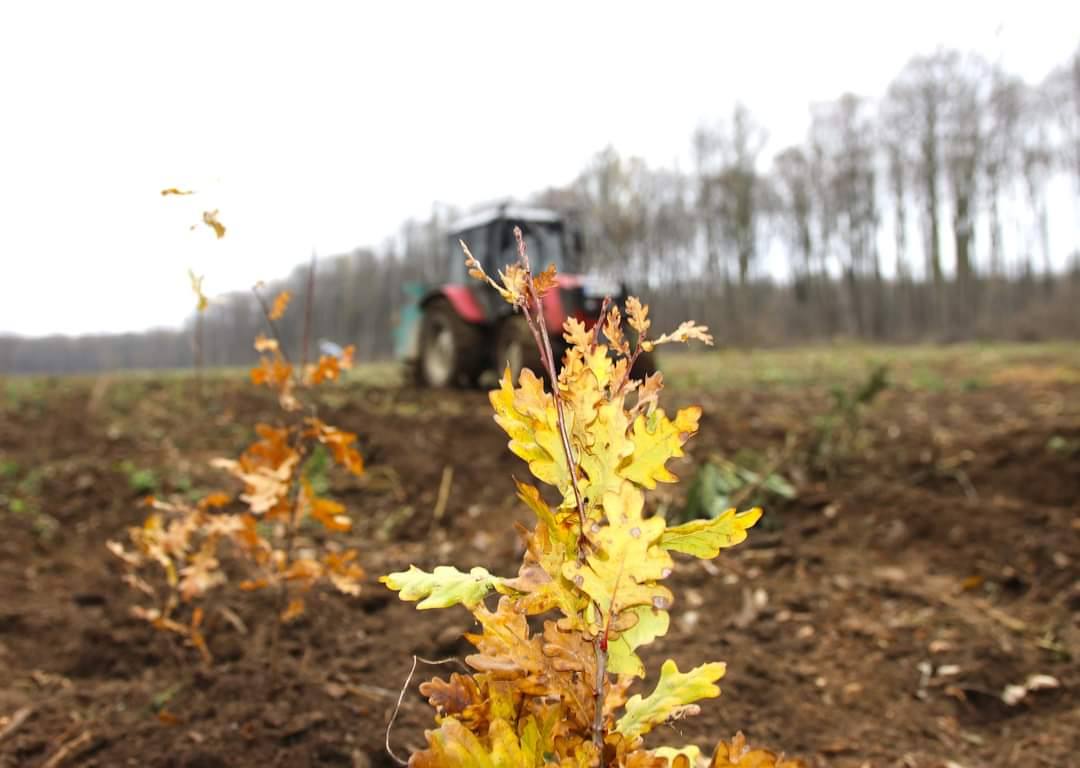 You are currently viewing Romsilva a plantat anul trecut peste 25 de milioane de puieți forestieri în fondul forestier de stat