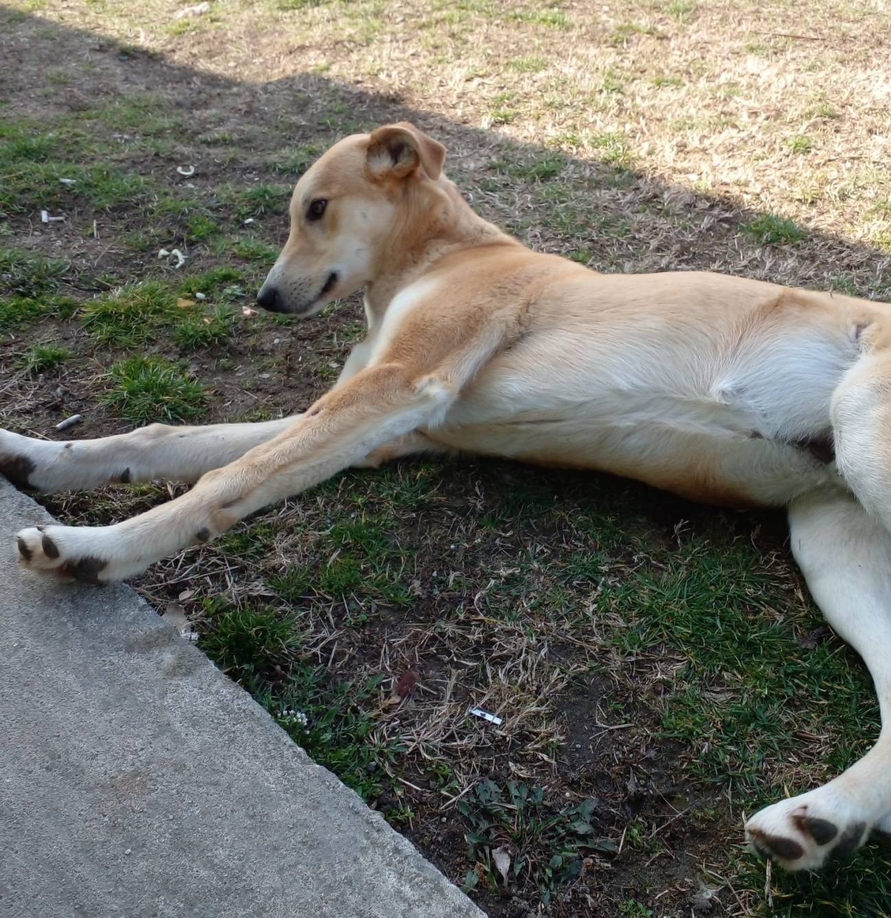 You are currently viewing Un suflet blând, care rătăcește din noaptea de Revelion, caută o familie iubitoare