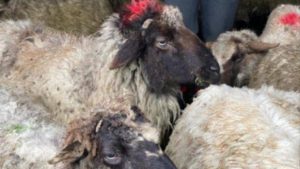 Read more about the article Tânăr din Brezoaia, reținut de polițiști, după ce a furat mai multe animale de la o stână!