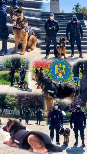 Read more about the article Jandarmeria Română scoate la concurs 15 funcții de subofițer cu specializarea conductor câine serviciu