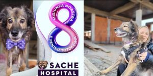 Read more about the article Sache Vet împlinește 8 ani și anunță campania de donații prin SMS pentru construcția primului spital veterinar socio-comunitar din țară