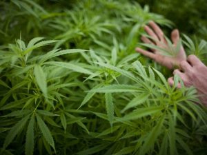 Read more about the article Germania legalizează consumul și deținerea de canabis