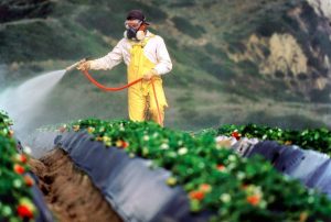Read more about the article Situație alarmantă privind utilizarea pesticidelor în marile bazine legumicole din sudul României