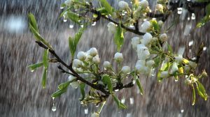 Read more about the article Informare meteorologică de vânt și precipitații