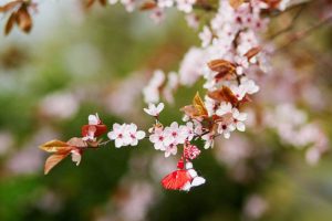 Read more about the article Vreme schimbătoare, dar în general caldă, în Muntenia, în următoarele două săptămâni