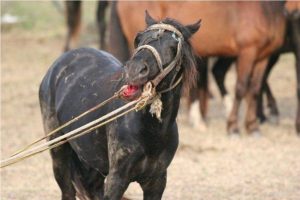 Read more about the article Un bărbat din Târgoviște s-a ales cu dosar penal pentru  rănirea și schingiuirea animalelor