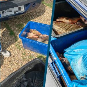 Read more about the article Peste 70 kg de pește au fost confiscate de jandarmii dâmbovițeni în localitatea Braniștea