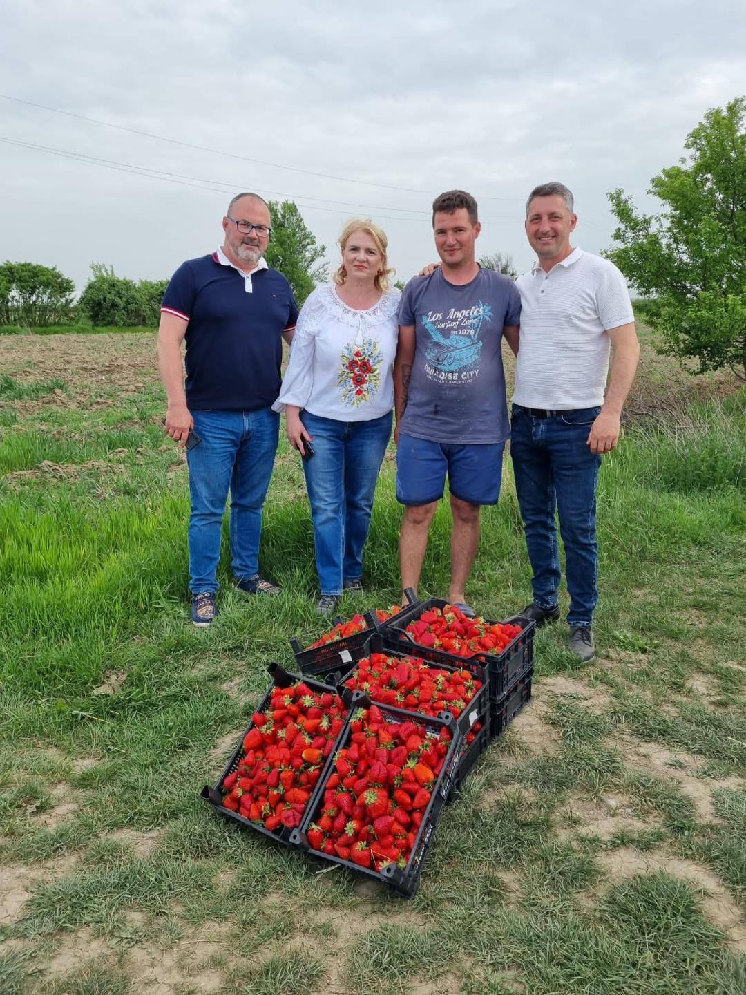 You are currently viewing Căpșuni, decupate parcă din reviste, la un producător dâmbovițean