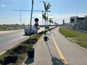Read more about the article Peste 450 de cireși sunt plantați pe Bulevardul „Regele Ferdinand I”, din Târgoviște