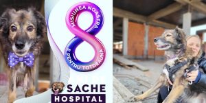 Read more about the article O asociație construiește, la Tărtășești, un spital veterinar, unde prioritare vor fi cazurile sociale