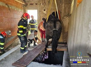 Read more about the article VIFORÂTA: Un cal a fost salvat de pompieri, după ce a căzut într-un beci adânc de 3 metri!
