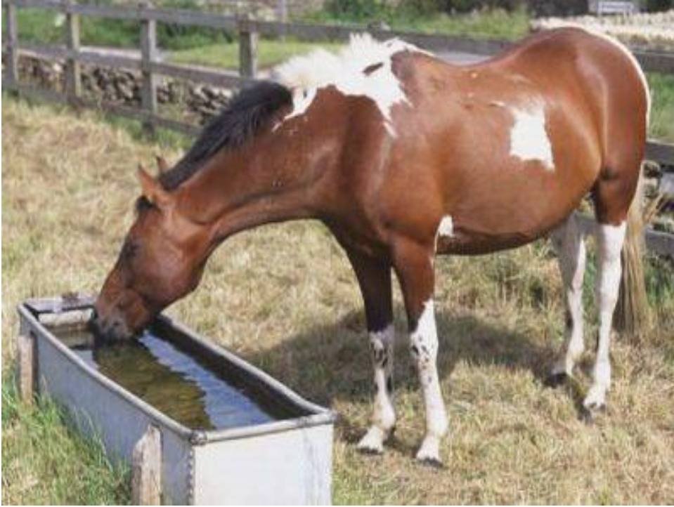 You are currently viewing Măsurile obligatorii pe care trebuie să le respecte crescătorii de animale în perioadele caniculare
