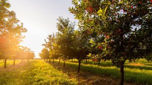 Read more about the article Vreme caldă, în prima jumătate a lunii iunie, în Muntenia