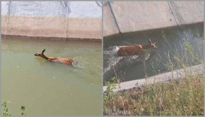 Read more about the article O căprioară căzută într-un canal de irigaţie, salvată de pompierii din Argeş