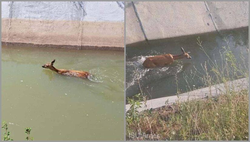 You are currently viewing O căprioară căzută într-un canal de irigaţie, salvată de pompierii din Argeş