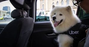 Read more about the article Uber lansează Uber Pet, pentru cei care merg împreună cu animalele de companie