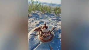 Read more about the article Obiect suspect eșuat pe țărm în zona Grindului Chituc