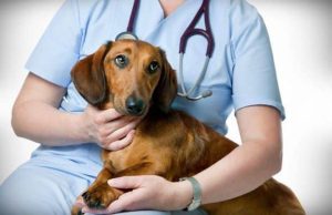 Read more about the article O nouă campanie de sterilizări gratuite pentru câini și pisici va avea loc, luni, la Găești