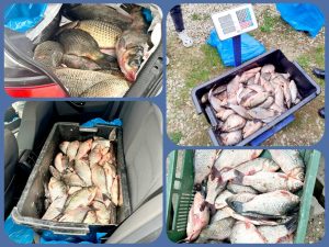 Read more about the article Aproximativ 120 kg de pește au fost confiscate de jandarmii dâmbovițeni în târgul săptămânal de la Băleni