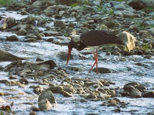 Read more about the article Exemplar de barză neagră observat, în Parcul Natural Bucegi