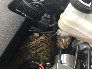 Read more about the article Odată cu scăderea temperaturilor apar și cazurile de pisici blocate în motorul mașinilor. Vezi cum poți ajuta animalele străzii, în sezonul rece