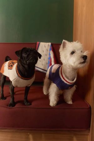 Read more about the article Little Beast și NBA lansează o colecție de haine dedicată animalelor de companie