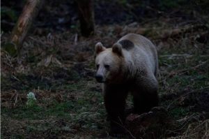 Read more about the article Un urs a fost semnalat la Vulcana-Băi!
