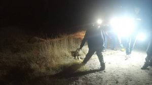 Read more about the article PIETROȘIȚA: Doi bărbați au fost reținuți de polițiști, după ce au furat mai multe oi dintr-o gospodărie!