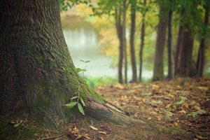 Read more about the article Codul Silvic a primit aviz favorabil de la Comisia pentru mediu și echilibru ecologic din Camera Deputaților