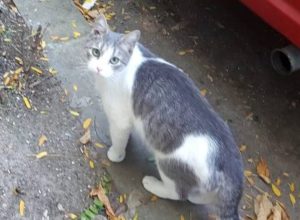 Read more about the article Un bărbat a primit o amendă usturătoare, din cauza abandonării unei pisici, la Tărtășești!