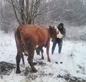 Read more about the article Măsuri luate în urma controalelor efectuate în trafic, de către Direcția Sanitară Veterinară și pentru Siguranța Alimentelor Dâmbovița