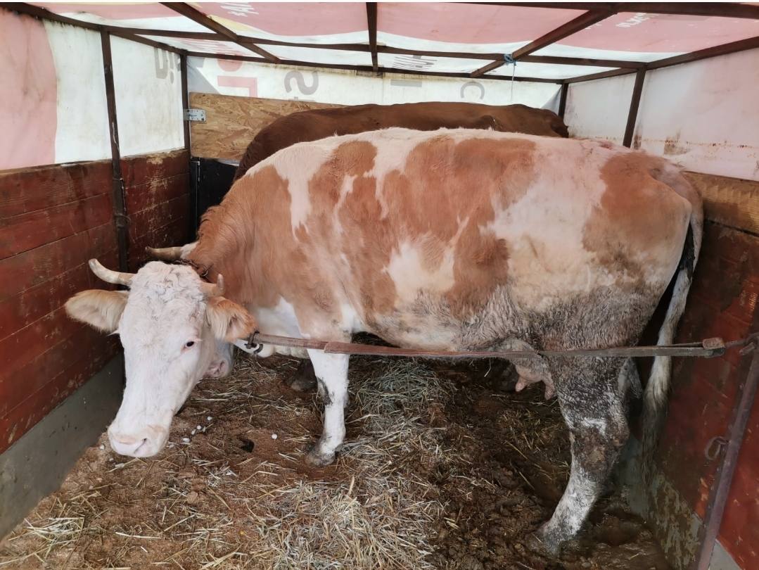 You are currently viewing Recomandări pentru protejarea animalelor în perioadele cu temperaturi foarte scăzute, vânt puternic şi căderi masive de zăpadă!