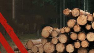 Read more about the article Primăria Bezdead: Cererile de lemne pentru anul 2025 se depun în perioada 1 martie – 15 aprilie