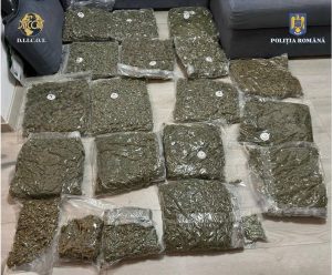 Read more about the article DIICOT DÂMBOVIȚA: PESTE 23 DE KILOGRAME DE CANABIS AU FOST DEPISTAT ÎN URMA UNOR DESCINDERI! CINCI TINERI AU FOST ARESTAȚI!