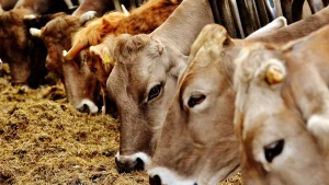 Read more about the article România a activat mecanismele de urgenţă pentru protejarea sănătăţii animalelor şi a sectorului zootehnic naţional, din cauza focarelor de febră aftoasă de la nivelul Uniunii Europene
