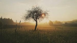 Read more about the article Vreme deosebit de rece pentru luna mai, în acest weekend, în județul Dâmbovița