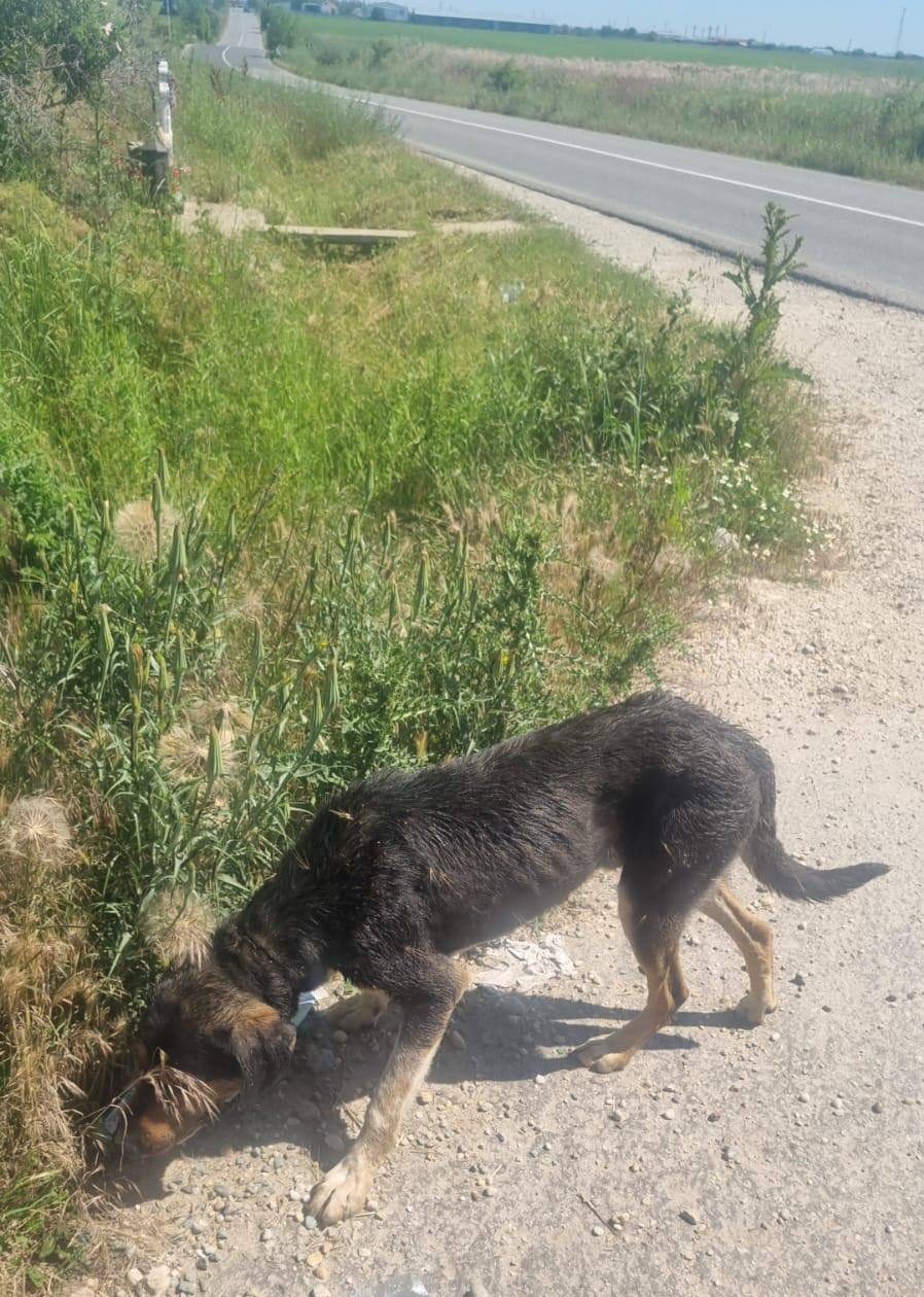 You are currently viewing Semnal de alarmă tras de primarul comunei Corbii Mari, după ce un șofer a fost surprins în timp ce abandona un câine la marginea localității