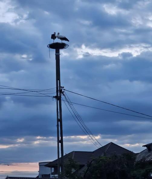 Puii de pasăre își părăsesc cuibul: un moment crucial în viața lor!