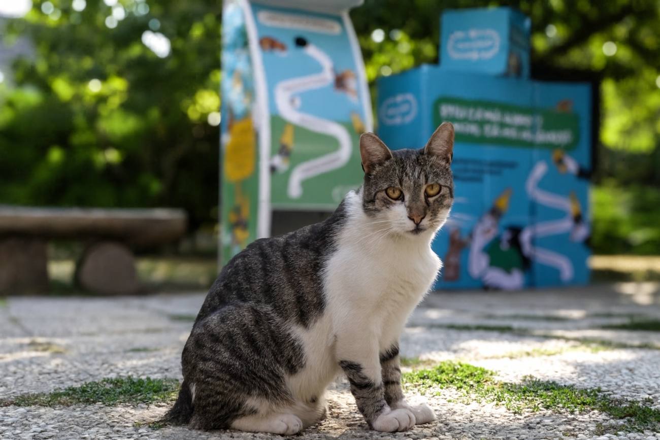 You are currently viewing Hrană și apă, pentru pisicile de la Muzeul Satului, printr-un proiect inedit al Asociației Sache Vet, „MIAU – Suflete libere, dar protejate”