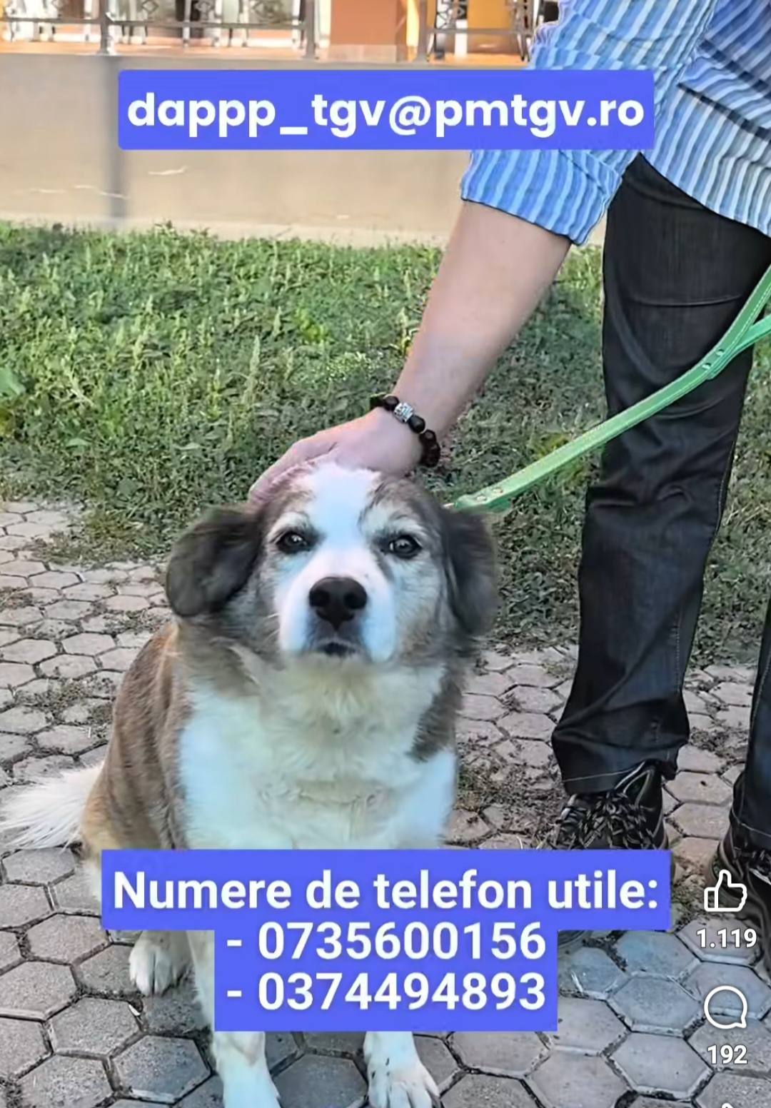 You are currently viewing Cristian Stan anunță demararea unei campanii de sterilizare gratuita a câinilor cu stăpân din municipiul Târgoviște