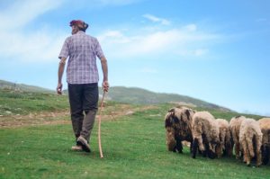 Read more about the article Focar de antax la o fermă de capre și oi din Vrancea