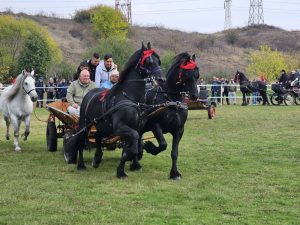 Read more about the article Cai de rasă, demonstrații spectaculoase și un public entuziast – Showul Ecvestru de la Ulmi, un eveniment de neuitat