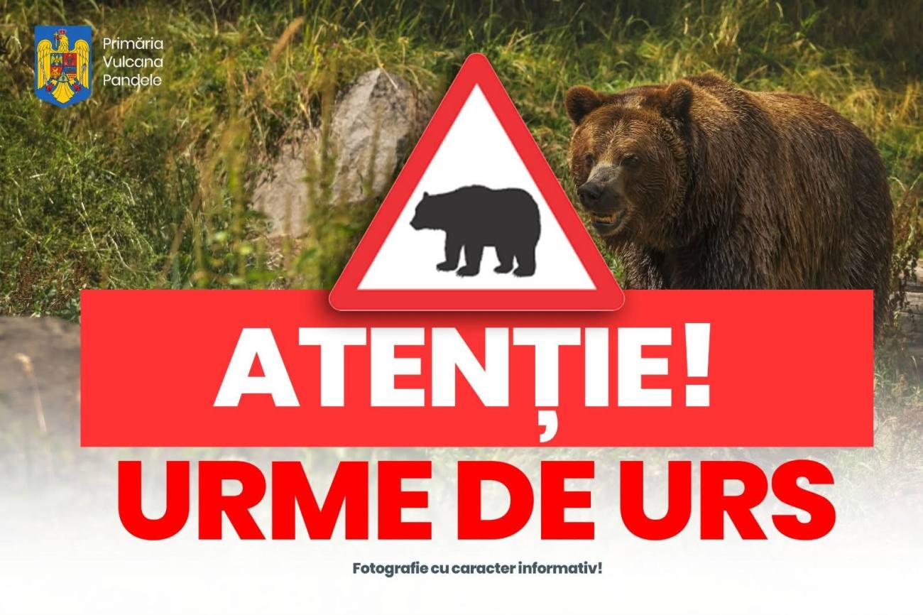 You are currently viewing Alertă la Vulcana-Pandele: urme de urs descoperite în pădurile din comună