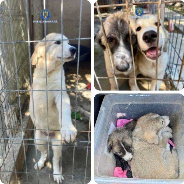 You are currently viewing BĂRBAT DIN CORNEȘTI, REȚINUT PENTRU COMITEREA INFRACȚIUNILOR DE SCHINGIUIREA ANIMALELOR ȘI RĂNIREA CU INTENȚIE A ANIMALELOR