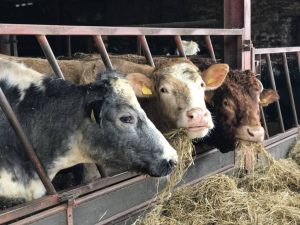 Read more about the article Focar de boala limbii albastre la bovine, în județul Gorj