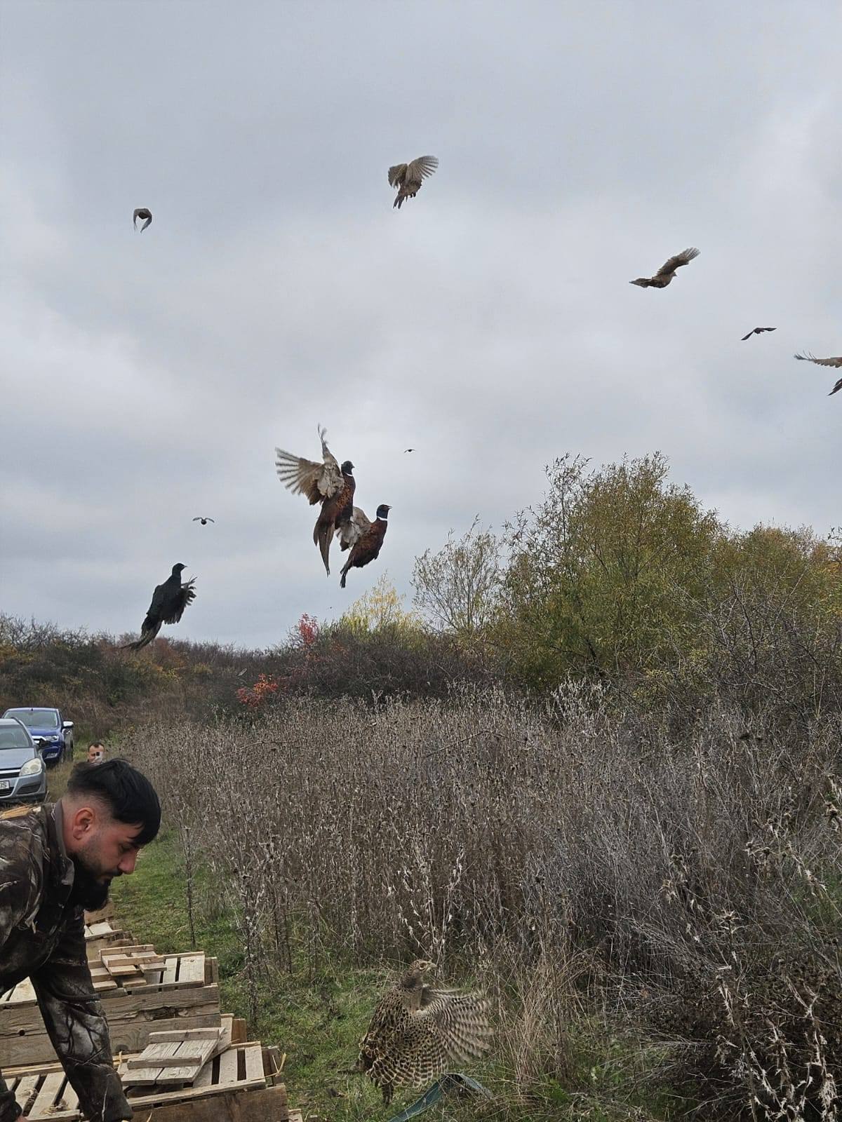 You are currently viewing Direcția Silvică Dâmbovița a populat fondurile cinegetice cu 500 de fazani