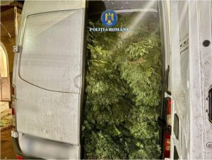 Read more about the article MOROENI: Polițiștii au confiscat o tonă cetină de brad, transportată ilegal!