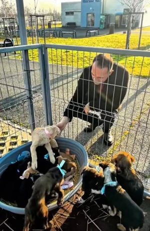 Read more about the article Primul târg de adopții canine din Târgoviște, un succes