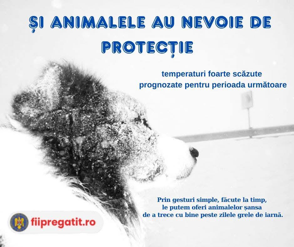 You are currently viewing Animalele, vulnerabile la ger. Ce recomandă pompierii pentru a le ajuta să depășească această perioadă