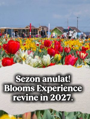 Read more about the article Pauză în primăvara lalelelor. Expoziția Blooms Experience nu-și va deschide porțile în 2026